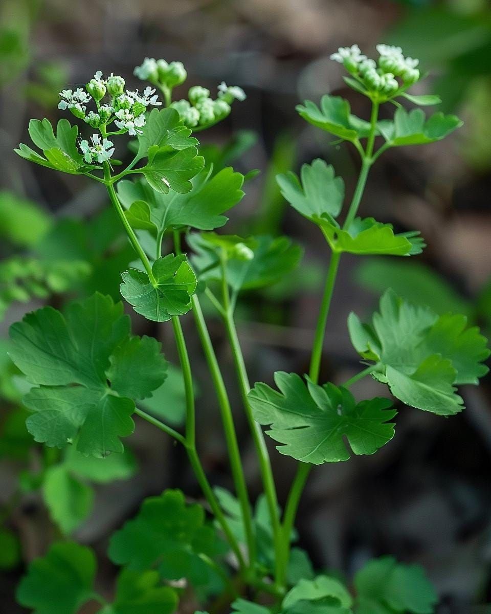 Coriander Leaves-100G Pack