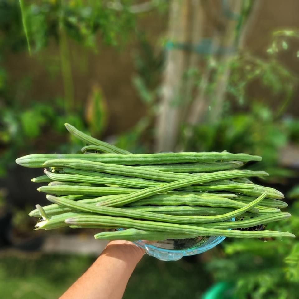 Drumstick-3 PCS Pack